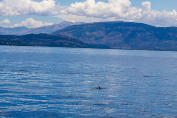 Fototapeta premium Dolphins in the water by the coast of Corfu, Greece