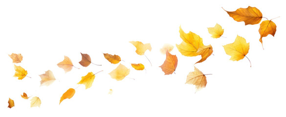 PNG Falling Autumn leaves on the white background