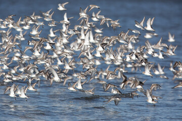 飛翔するハマシギの群れ