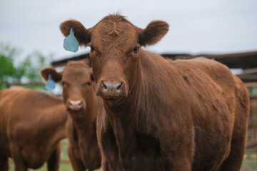 Red angus beef cows shows herd looking at camera for animal portrait from cattle field on farm.