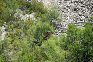 a lammergeier bearded vulture (ossifrage, gypaetus barbatus) in flight with rock mountain backdrop