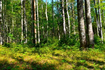 Obraz premium Beautiful beech (Fagus sylvatica) forest