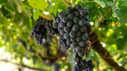 Bunch of grapes hanging from the vine plant of the red variety about to ripen for harvesting