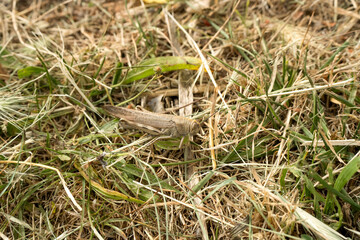close-up of a large Egyptian grasshopper, Egyptian locust (Anacridium aegyptium)
