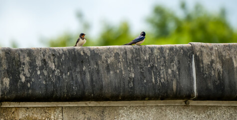 a pairt of juvenile barn swallows (Hirundo rustica) resting on the edge of a flat roof