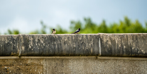 a pairt of juvenile barn swallows (Hirundo rustica) resting on the edge of a flat roof