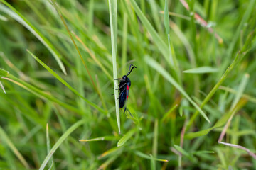a six spot burnet moth (Zygaena filipendulae) feeding on a meadow flower