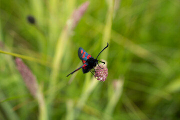 a six spot burnet moth (Zygaena filipendulae) feeding on a meadow flower