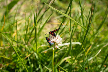 a six spot burnet moth (Zygaena filipendulae) feeding on a meadow flower