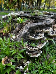 stump in the forest