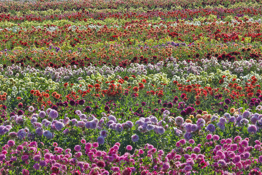 USA, Oregon, Wilsonville. Dahlia field layering of colorful Dahlias