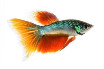 Fototapeta premium Mystic portrait of Delta Tail Guppy Fish in studio, copy space on right side, Close-up View, isolated on white background