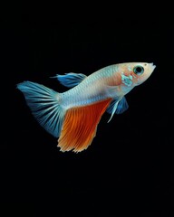 the Fantail Guppy Fish, portrait view, white copy space on right, Isolated on black Background