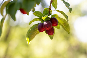 Cheery plum - Prunus cerasifera ripe fruits