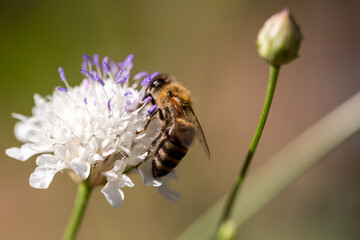 Gypsophila paniculata, also named Baby breath, beautiful flower with details