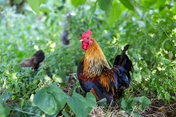Free range bantam rooster with green background