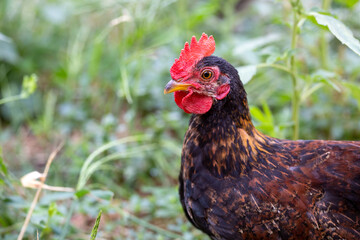 Free range bantam rooster with green background