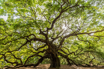 USA, South Carolina, Charleston. Scenic with the Angel Oak Tree. 