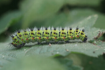 Closeup on the colorful green hairy caterpillar of the Small Emperor moth, Saturnia pavonia