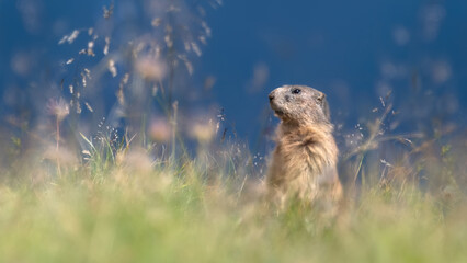 An Alpine Marmot (Marmota Marmota)