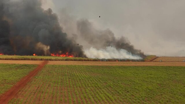 Sugar cane Fire plantation smoke