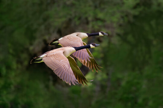 Canada goose pair in flight