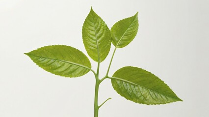 Naklejka premium green plant leaf