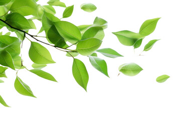 PNG Green leaves backgrounds plant leaf.