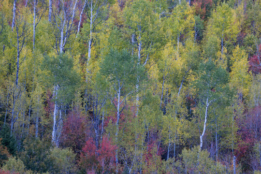 USA, Utah, Logan Canyon along Highway 89 with Aspens and canyon maple in fall colors