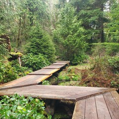 wooden bridge in the woods
