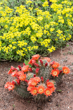 USA, Utah. Scarlet hedgehog cactus, Red Butte Gardens.