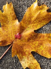 autumn leaves on the ground