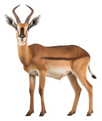 Obraz premium PNG Antelope wildlife animal mammal.
