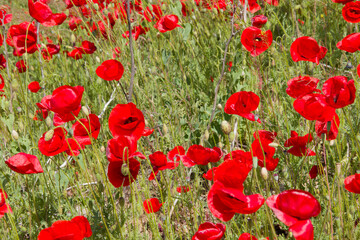 Obraz premium Red poppies on a background of green grass.