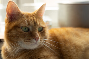 A red-haired cat in close-up. A beautiful fluffy ginger cat. Portrait of a cat. Selective focus.
