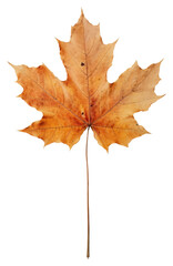 Fototapeta premium PNG Maple leaf maple plant tree.