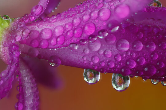 USA, Washington State, Sammamish. Close-up of dewdrops and reflections Christmas cactus