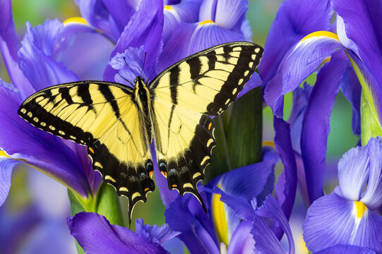 USA, Washington State, Sammamish. Eastern tiger swallowtail buttery on blue Dutch iris