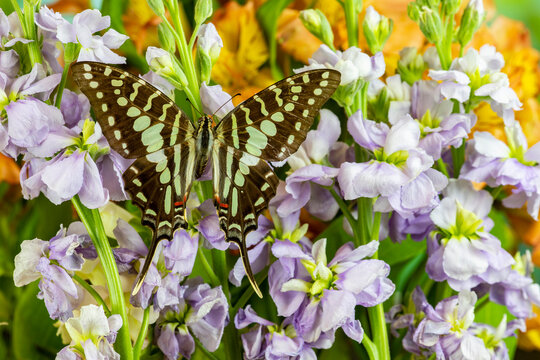 USA, Washington State, Sammamish. Tropical swallowtail butterfly large striped, graphium antheus on flowering lavender stock