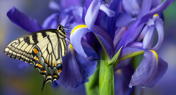 USA, Washington State, Sammamish. Eastern tiger swallowtail buttery on blue Dutch iris