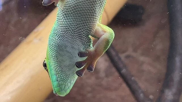 Aufnahme eines Tag Gecko in einem Terarium.