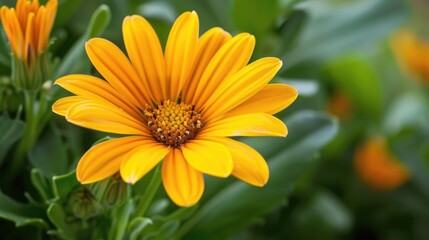 Yellow flower for your wallpaper