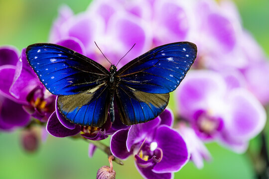 USA, Washington State, Sammamish. Tropical butterfly the Striped blue Crow on orchid.