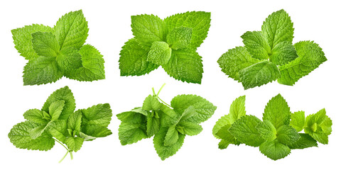 Collage mix set of Green brandy mint leaves. Fresh aromatic herbs ingredient for mojito and refreshing cocktails or tea drink. Organic natural plant leaf. Isolated. PNG.