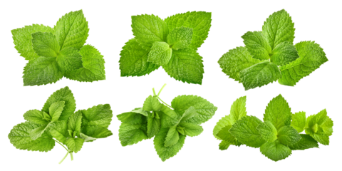 Collage mix set of Green brandy mint leaves. Fresh aromatic herbs ingredient for mojito and refreshing cocktails or tea drink. Organic natural plant leaf. Isolated. PNG.