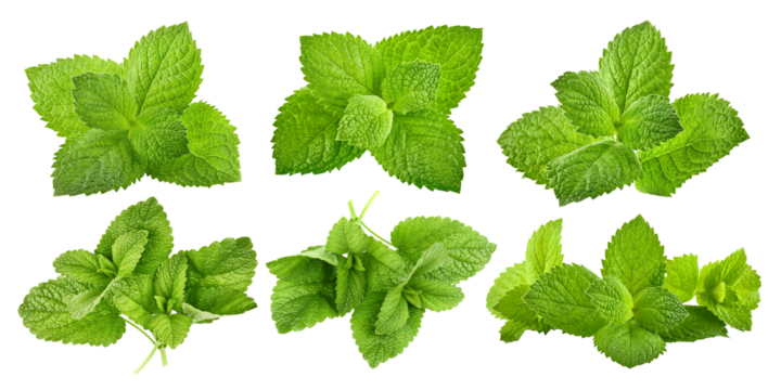 Collage mix set of Green brandy mint leaves. Fresh aromatic herbs ingredient for mojito and refreshing cocktails or tea drink. Organic natural plant leaf. Isolated. PNG.