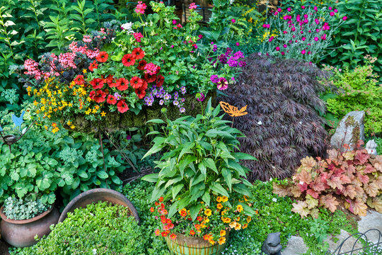 USA, Washington State, Sammamish. Garden in summer bloom. (PR)