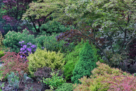 USA, Washington State, Sammamish. Garden front yard and deer proof