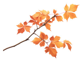 PNG Sunlight autumn plant maple transparent background