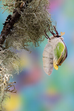 USA, Washington State, Sammamish. Luna silk moth just hatching out and expanding its wings